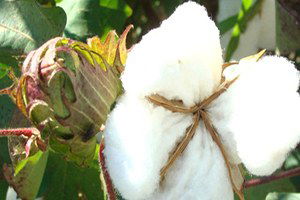 Pamuk Üreticisi Girdi Maliyetlerinden Dertli