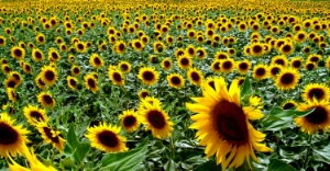 Ayçiçeği`nde 64 Milyon Lira Prim