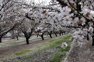 4 Milyon 600 Bin Badem Fidanı Toprakla Buluştu