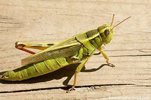 Bahçesaray`da Çekirgelerle Mücadele Çalışması