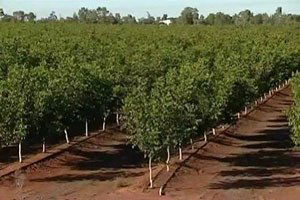 Bartın`da Demonstrasyon Ceviz Bahçesi Çalışması