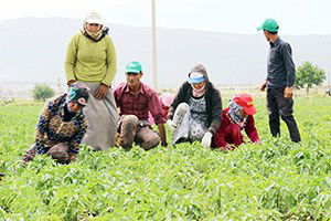Biber Üreticisinin Kuraklıkla İmtihanı