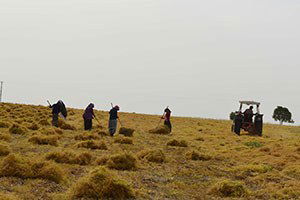 Bölgede Yaşanan Kuraklık Çiftçiyi Mağdur Etti