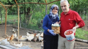 Yeşil Yumurtlayan Tavuklar Altın Değerinde