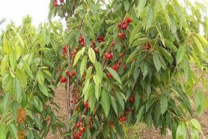 Çeribaşı Kirazında Verim Düşüklüğü