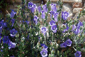 Çiçeği Koparana 41 Bin Lira Ceza