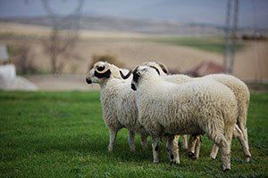 Küçükbaş Hayvanlar Çipli Küpe ile Kayıt Altında