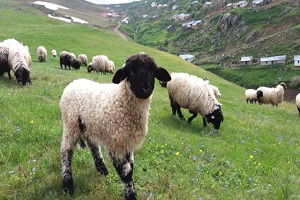 Çobanların Zorlu Yolculuğu