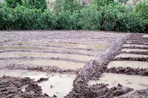 Çukurca`da Pirinç Ekimi Başladı
