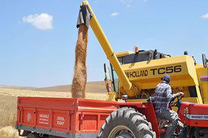 Çukurova`da Buğday Hasadı Başladı