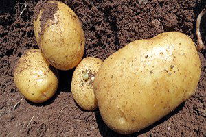 Çukurovalı Çiftçiler Patatesi Tarlada Bekletiyor