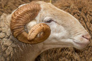 Kırıkkale`de Çiftçilere 126 Damızlık Koç Dağıtıldı