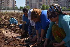 Diyarbakır`da Kent Bostanına Fideler Dikildi