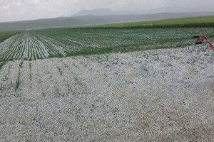 Dolu Yağışı Ankara`da Tarımı Vurdu