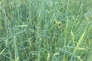 Edirne`de Dolu Ekili Tarım Arazilerini Dümdüz Etti