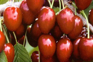 Elverişsiz Hava Koşulları Kirazda Üretimi Düşürdü