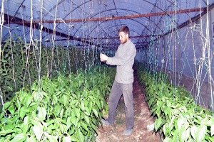 Aydın`da 26 Çeşit Ürünün Yetiştiği Bir Tarım Kenti