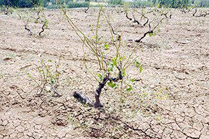Ergani`de Ekili Tarım Arazilerini Dolu Vurdu