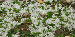 Erzincan`da Dolu, Tarım Ürünlerine Zarar Verdi
