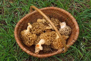 Erzurum`un `Göbek` Mantarı Pirzoladan Pahalı