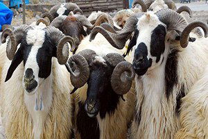 Erzurum`a 200 Dönümlük Hayvan Borsası Kurulacak