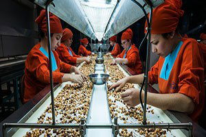 Fındığın Fiyatı Giresun`da Belirlenecek