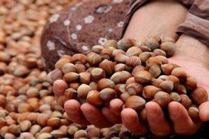 Fındık Piyasasında Seyir Normal