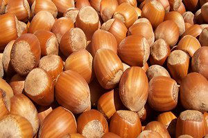 Fındık Üreticisi Kaygı İçinde