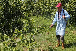 Fındıkta Külleme Hastalığına Dikkat