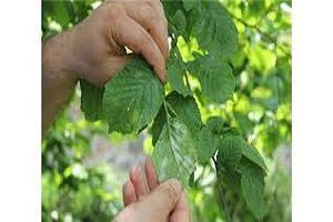 Külleme Hastalığı Fındıkta Kayıplara Yol Açmaya Başladı