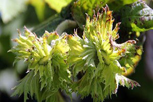 Fındıkta Külleme Tehdidi