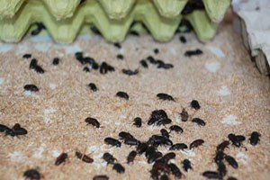 Gdo`lu Yemlere Alternatif Yem