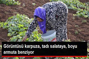 Görüntüsü Karpuza Benzeyen, Salata Tadındaki Şelengo Tezgahta
