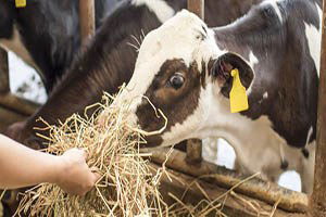 Muş`ta Hayvan Besleme Ve Rasyon Semineri