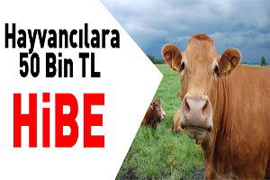 Hayvancılara 50 Bin TL Hibe!