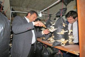 İstiridye Mantarı Ektiler Kısa Sürede Ürün Aldılar