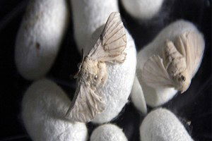 İzmir`de İpek Böceği Üretimi