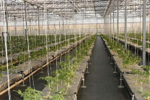 Tarım Bakan Yardımcısı İskeçe`deki Jeotermal Serayı Gezdi