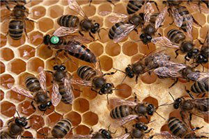 Kadirli`de Arıcılara Ana Arı Dağıtımı