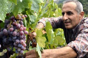 Zonguldak`ta Karaçatlak Üzümü Yaşatılacak