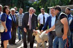 Kınık`ta Kıvırcık Cinsi Koçlar Dağıtıldı