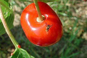 Üreticilere Kiraz Sineği ile Mücadele Uyarısı