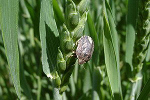 Konya Ovası`nda Süneyle Mücadele Çalışmaları