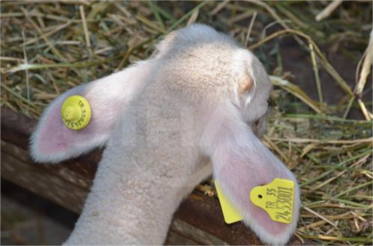 Koyun ve Keçiler `Elektronik Kimlik`le Takip Ediliyor