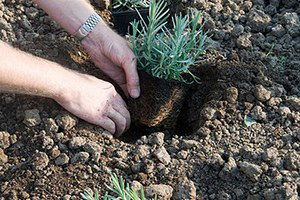 Keles`te Çiftçilere 40 Bin Lavanta Fidesi Dağıtıldı