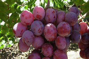 Mersin`de Örtü Altında Üzüm Hasadı Başladı