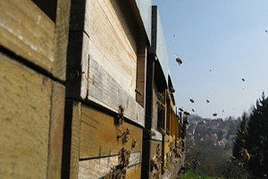 Muş Ekonomisine Ballı Katkı