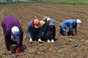 Muş`ta Lahana Ekimine Başlandı