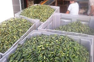 Ödemiş`te Kornişon Salatalık Sezonu Açıldı