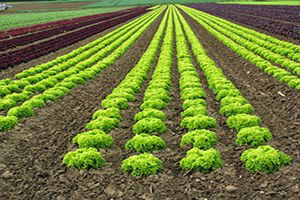 Ordu`da Çiftçi Desteklemeleri